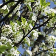 Cleveland Pear Tree Liner