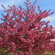 Prairie Fire Crabapple Tree Liner