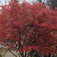 Autumn Brilliance Serviceberry