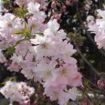 Cherry Tree Varieties