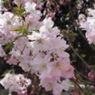 Autumnalis Cherry Tree