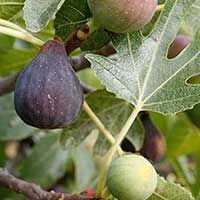 Chicago Hardy Fig Tree