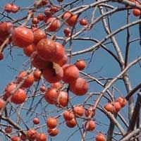 Deer Magnet Persimmon Tree