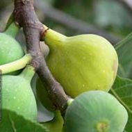 Desert King Fig Tree