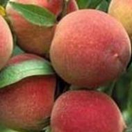 Elberta Peach Tree