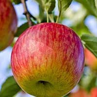 Fuji Apple Tree