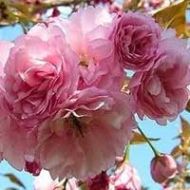 Kwanzan Cherry Tree