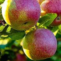 McIntosh Apple Trees for Sale