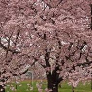 Okame Cherry Tree