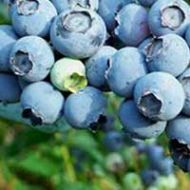 Powder Blue Rabbiteye Blueberry Plant