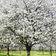 Snow Goose Cherry Tree