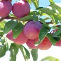 Toka Plum Tree