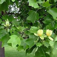 Tulip Poplar Tree Liner