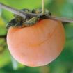 Persimmon (American)